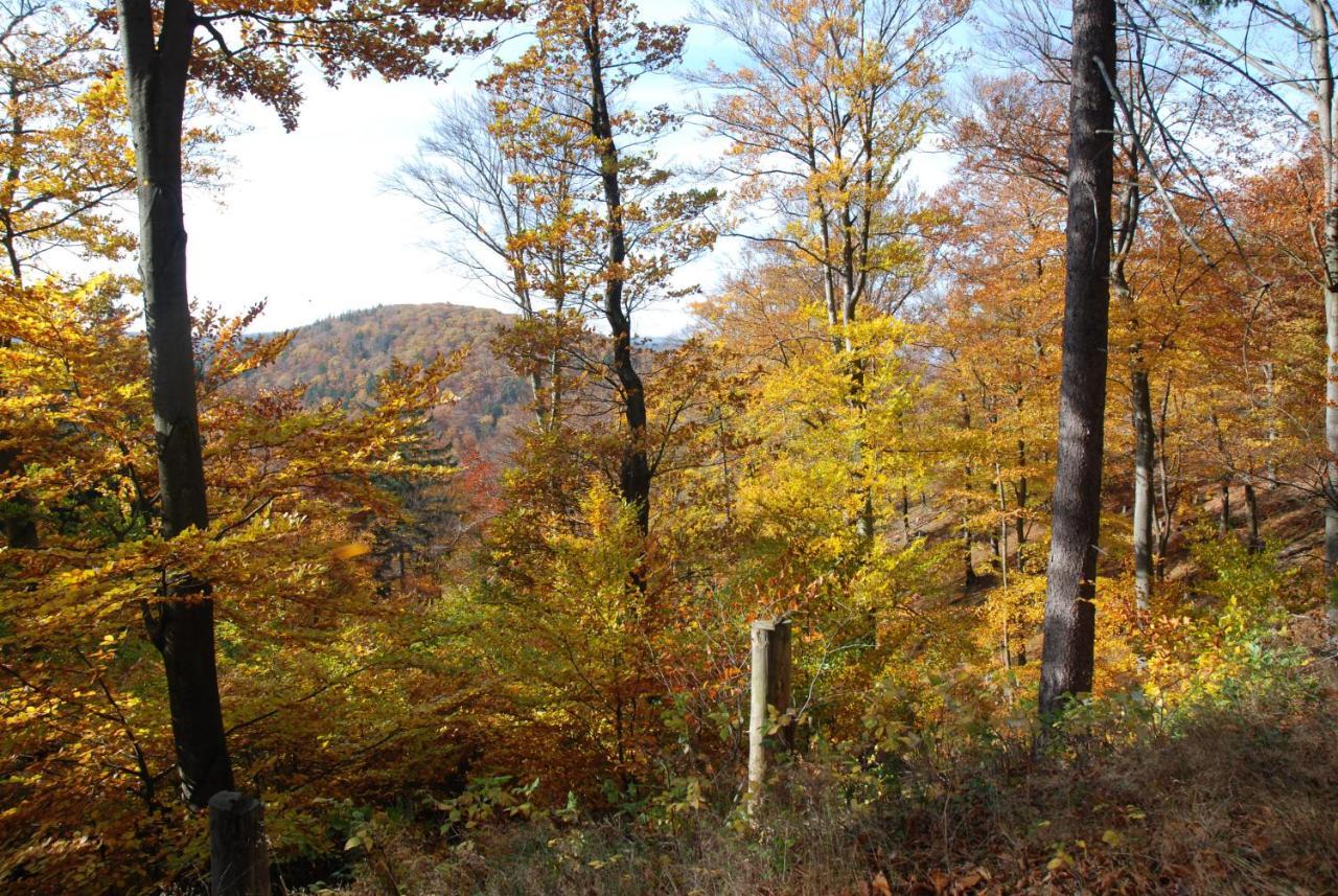 Ferienwohnung-Bergblick Bad Harzburg Buitenkant foto